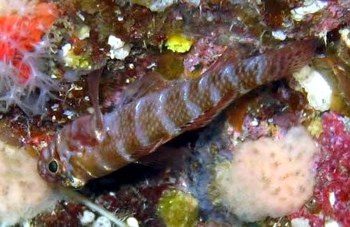 Gammogobius steinitzi_006